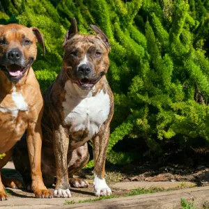 Two American Staffordshires sitting on garden path