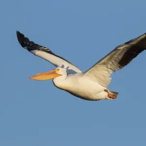 American White Pelican American White Pelican