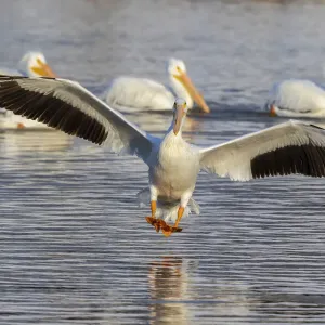 American white pelican landing, Clinton County, Illinois American white pelican landing, Clinton County, Illinois
