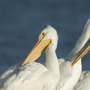 American White Pelican, Pelecanus erythrorhynchos, Coastal South Texas, Texas, USA