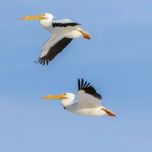 American white pelicans flying, Clinton County, Illinois American white pelicans flying, Clinton County, Illinois