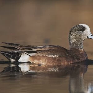American Wigeon, Anas americana, adult swimming, Hill Country, Texas, USA, April