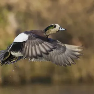 American wigeon drake flying American wigeon drake flying