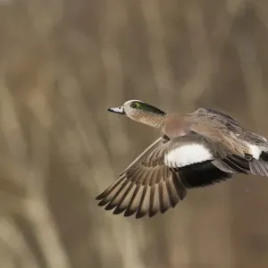 American Wigeon in Flight American Wigeon in Flight