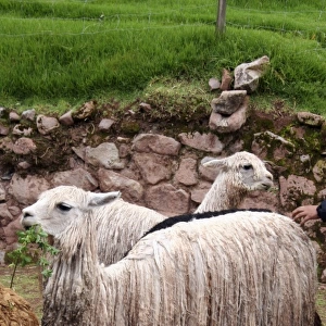 Americas, Peru. Suri Alpaca, valued for their wool for weaving textiles, at Awana