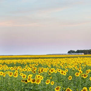 AMTRAK Train passes by field of sunflowers in Michigan, North Dakota, USA