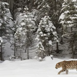 Collections: Nature