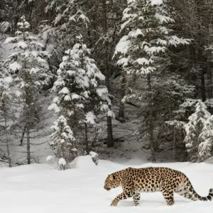 Amur Leopard (Captive) in Winter Print Amur Leopard (Captive) in Winter Print