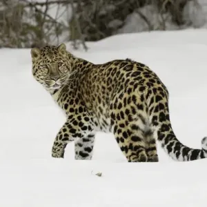 Amur Leopard (Captive) in Winter Print Amur Leopard (Captive) in Winter Print