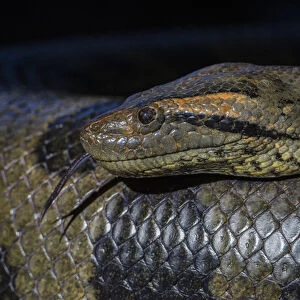 Anaconda, (Eunectes murinus), Georgetown zoo, GUYANA. captive