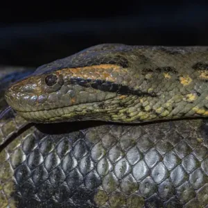 Anaconda Print - Georgetown Zoo, Guyana