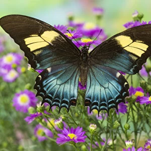 The Androgeus Swallowtail, Queen Page or Queen Swallowtail Butterfly, Papilio Androgeus