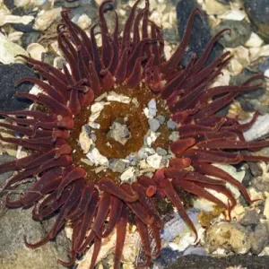 Anemone, Auke Bay, Alaska Anemone, Auke Bay, Alaska