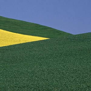Angles of pea fields and canola fields in Whitman County Washington state