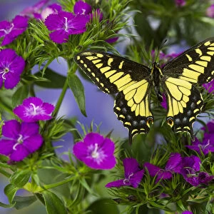 Anise Swallowtail Butterfly, Papilio zelicaon zelicaon from Western North America