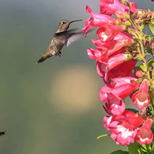 Annas Hummingbird and a bee. Santa Cruz. California
