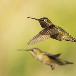 Annas hummingbird pair
