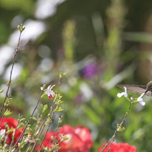 Annas hummingbird. Santa Cruz. Californa