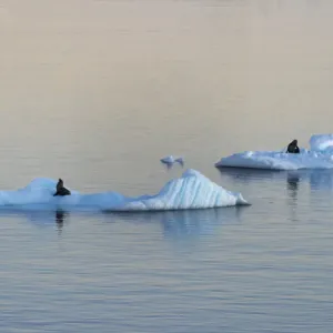Phoque de l'Antarctique sur des glaces flottantes dans l'Océan Atlantique Sud, Antarctique. Phoque de l'Antarctique sur des glaces flottantes dans l'Océan Atlantique Sud, Antarctique.
