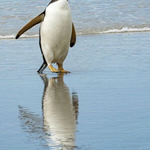 Antarctic, gentoo, penguin