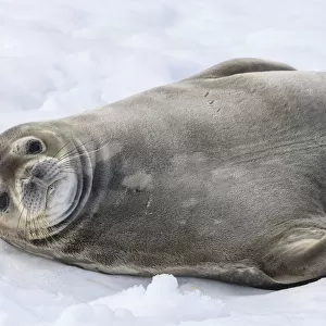 Antarctic Peninsula, Antarctica, Half Moon Island. Weddell seal resting