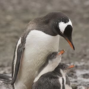 Antarctica, Aitcho Island. A gentoo penguin parent protects its pair of chicks