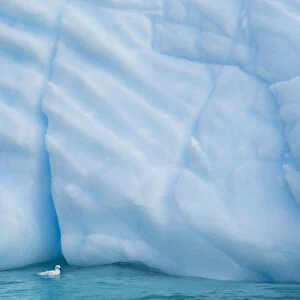 Antarctica, Antarctic Peninsula, Wilhelmina Bay with iceberg, glacial ice and snow petrel