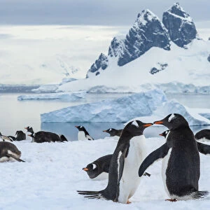 Antarctica, Antarctic Peninsula, Danco Island. Gentoo penguin courtship