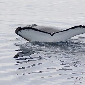 Antarctica, Antarctic Penninsula. Humpback whales (Megaptera novaeangliae) in Southern Ocean