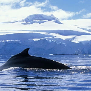 Antarctica, Anvers Island, Humpback Whale (Megaptera novaengliae) swims at surface