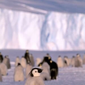 Antarctica, Australian Antarctic Territory, Auster EP Rookery. Emperor Penguin chicks