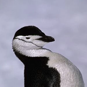 Antarctica. Chinstrap penguin