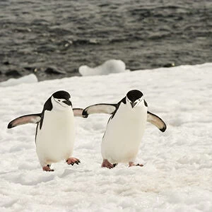 Antarctica, Chinstrap, Penguin, Walking Pair