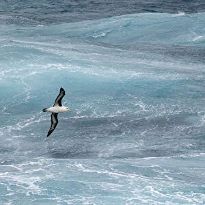 Antarctica, Drake Passage. Black-browed albatross soaring