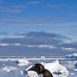Antarctica, Neko Cove (Harbour). Gentoo penguin family Neko Cove (Harbour), Antarctica