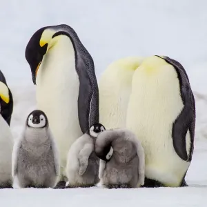 Antarctica, Snow Hill. Chicks stand near the adults in the colony