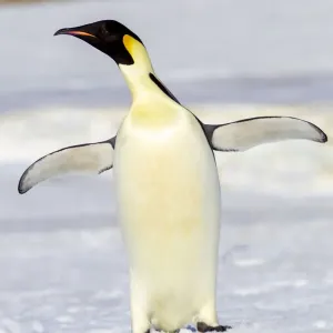 L'Antarctique, la colline de neige. Un empereur d'Australie se tient debout et crie à voix haute L'Antarctique, la colline de neige. Un empereur d'Australie se tient debout et crie à voix haute