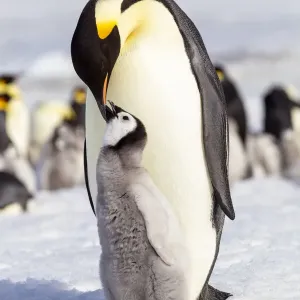 L'Antarctique, la colline de neige. Un impérial chuchote à son petit et interagit avec sa mère L'Antarctique, la colline de neige. Un impérial chuchote à son petit et interagit avec sa mère