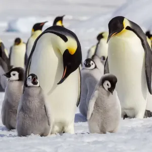 L'Antarctique, Snow Hill. Des poussins de manchots empereurs se tiennent près d'un adulte dans l'espoir d'être. L'Antarctique, Snow Hill. Des poussins de manchots empereurs se tiennent près d'un adulte dans l'espoir d'être.