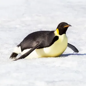 L'Antarctique, Snow Hill. Un manchot empereur se propulse sur son ventre avec ses pattes pour. L'Antarctique, Snow Hill. Un manchot empereur se propulse sur son ventre avec ses pattes pour.
