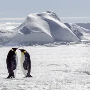 L'Antarctique, Snow Hill. Deux manchots empereurs se tiennent ensemble dans le paysage glacial. L'Antarctique, Snow Hill. Deux manchots empereurs se tiennent ensemble dans le paysage glacial.
