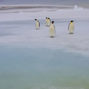 Antarctica, Snow Hill. A group of emperor penguins pause on their way to the sea