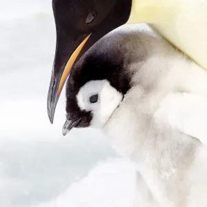 L'Antarctique, Snow Hill. Portrait d'un poussin de penguin empereur debout à côté de son parent. L'Antarctique, Snow Hill. Portrait d'un poussin de penguin empereur debout à côté de son parent.