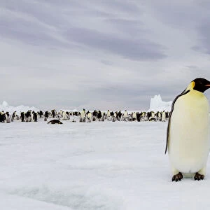 Antarctica, Snow Hill. A single adult emperor penguin stands in front of the colony