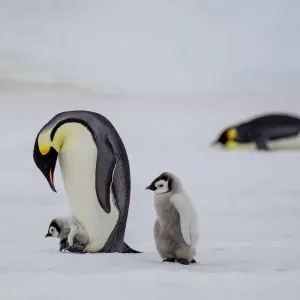 Antarctica, Snow Hill. A very small chick rides on its parent