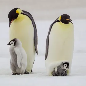 L'Antarctique, Snow Hill. Un petit poussin très jeune s'assoit sur son parent. L'Antarctique, Snow Hill. Un petit poussin très jeune s'assoit sur son parent.