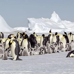Antarctica, Snow Hill. View of the emperor penguin rookery against the icebergs caught in