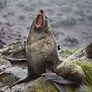 Antarctica, South Georgia, Elsehul Bay. Antarctic fur seal yawning