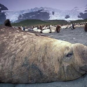 Antarctica, South Georgia Island, Elephant seal (M. leonina) and king penguins (A
