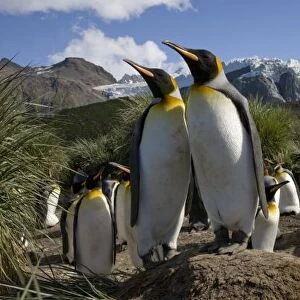 Antarctica, South Georgia Island (UK), King Penguins (Aptenodytes patagonicus) nesting